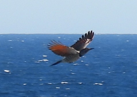 Northern Flicker (Red-shafted) - ML643065890