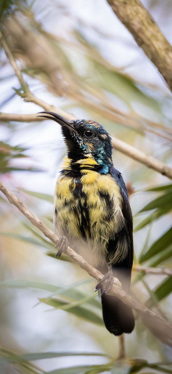 Purple Sunbird - ML643065897