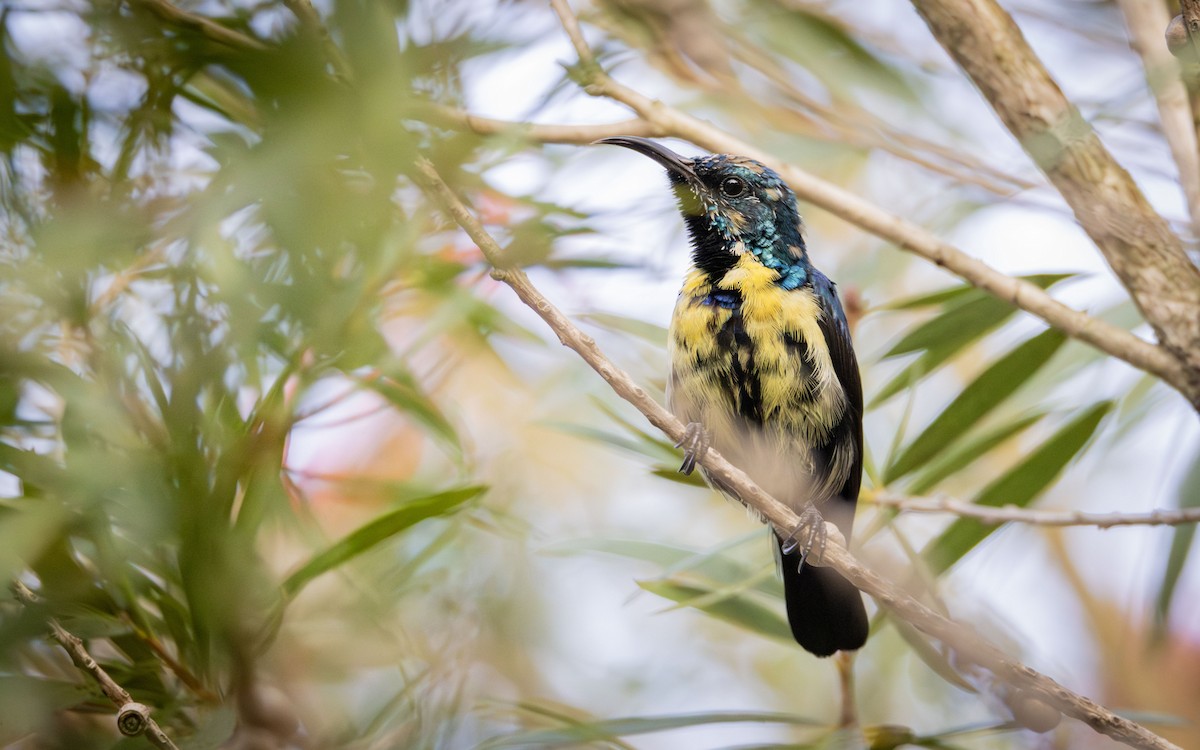 Purple Sunbird - ML643065898
