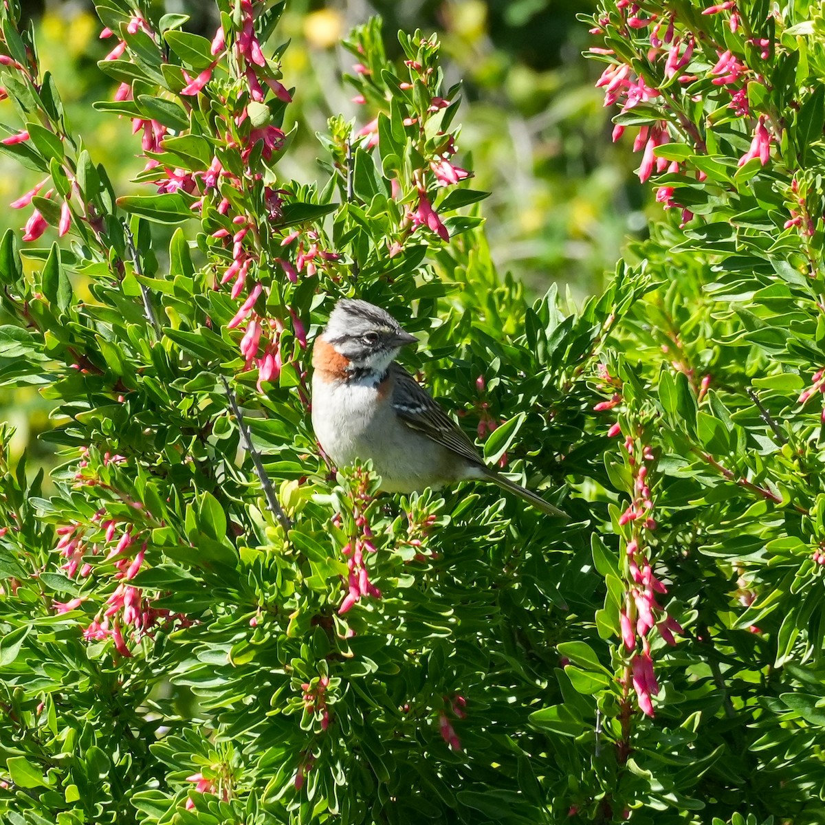 Rufous-collared Sparrow - ML643065902