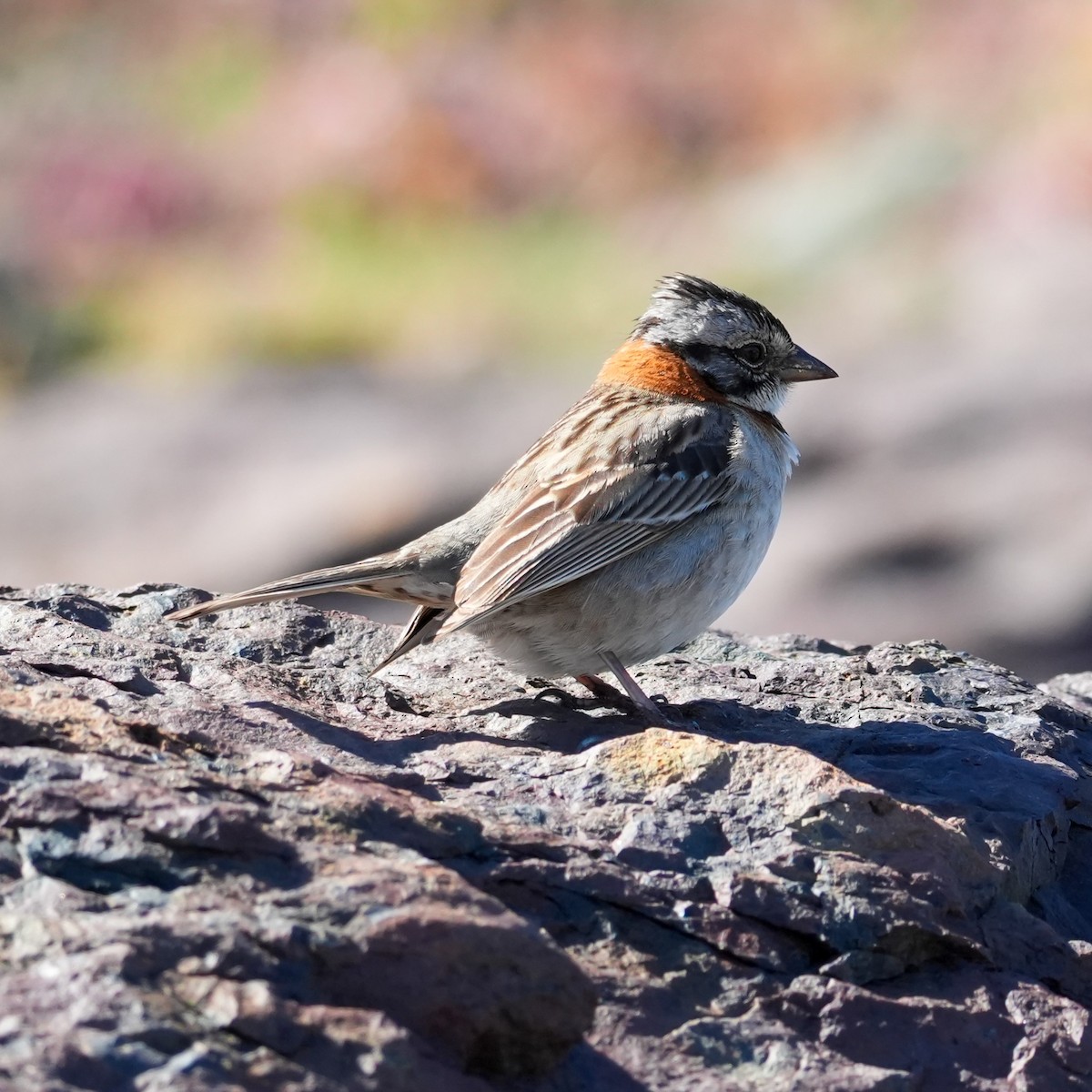 Rufous-collared Sparrow - ML643065903