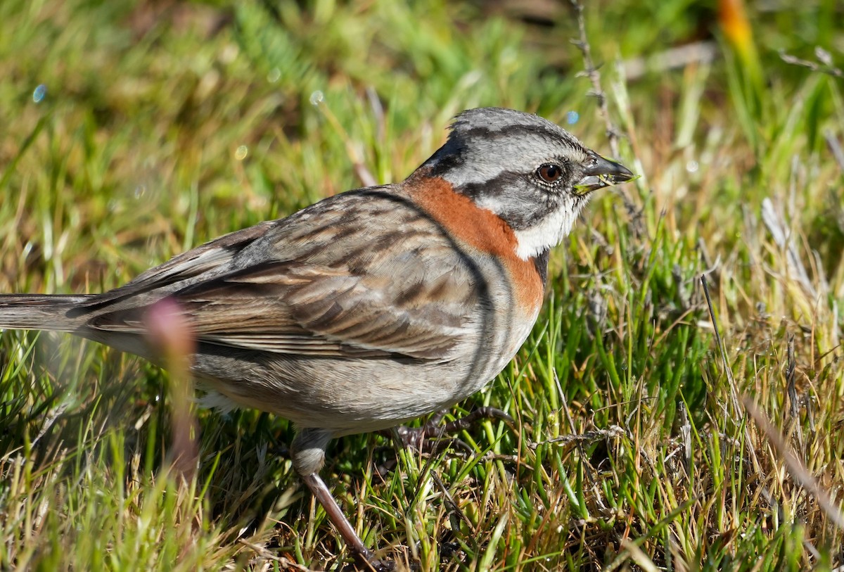 Rufous-collared Sparrow - ML643065905