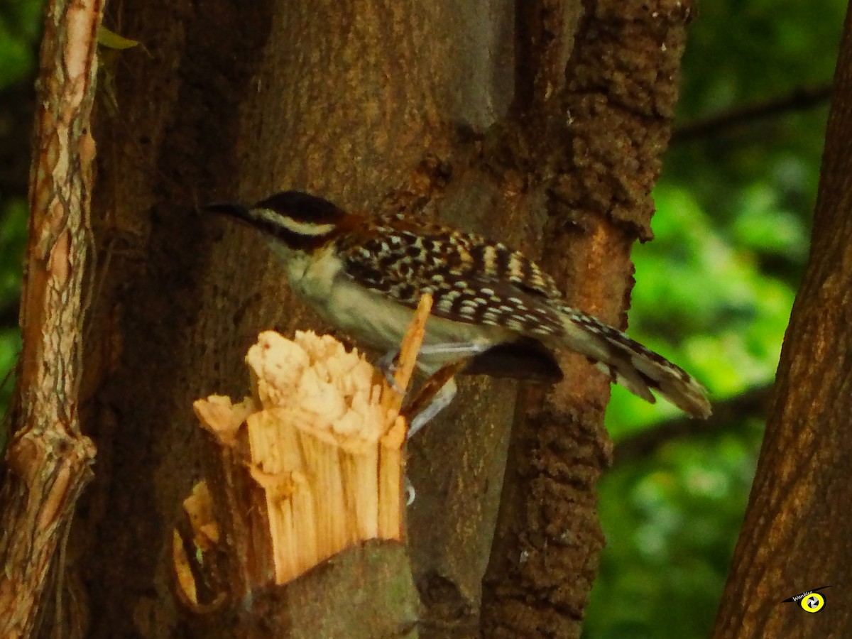 Rufous-backed Wren - ML643065929