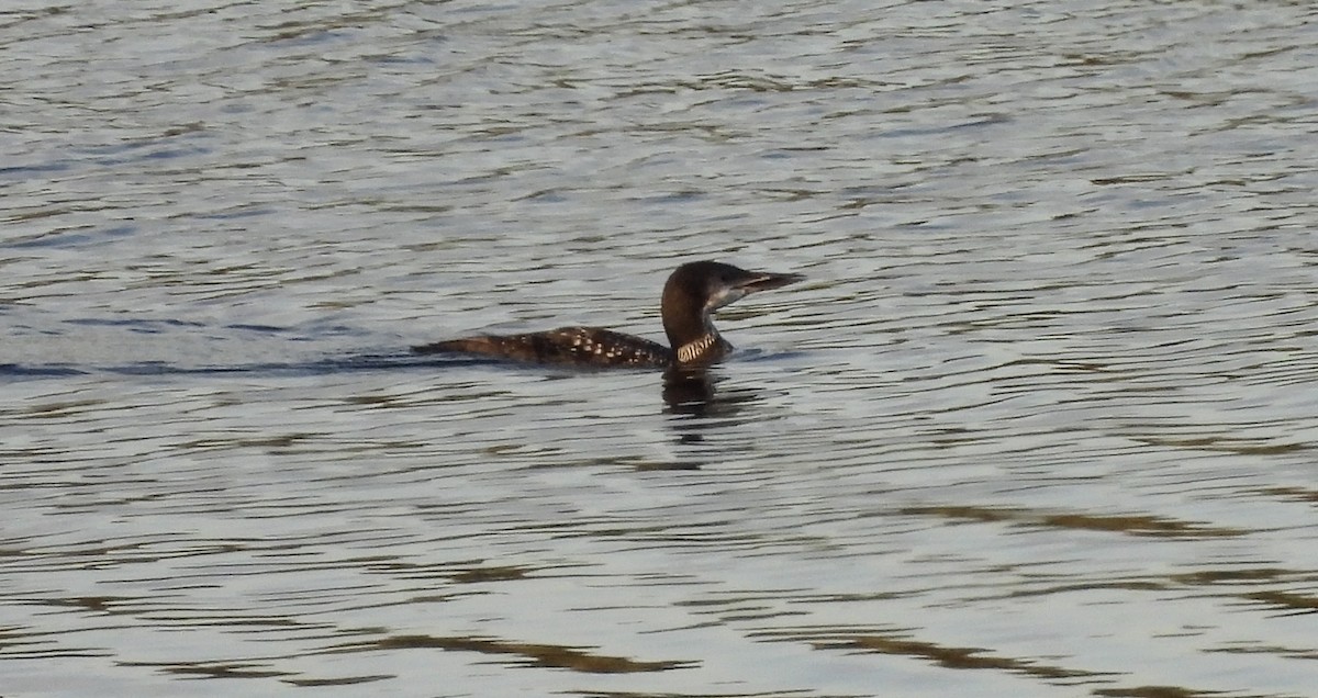 Common Loon - ML643065933