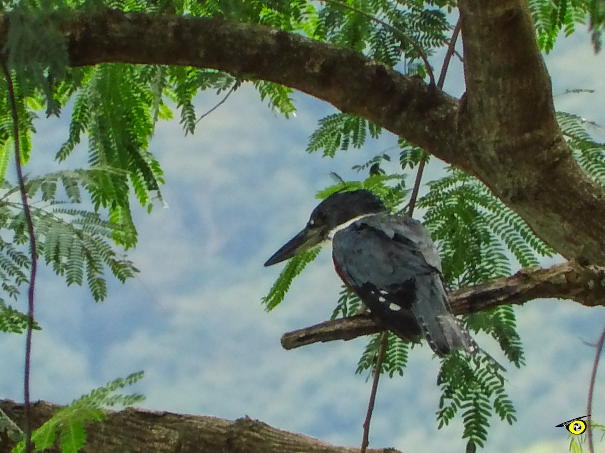Ringed Kingfisher - ML643065963