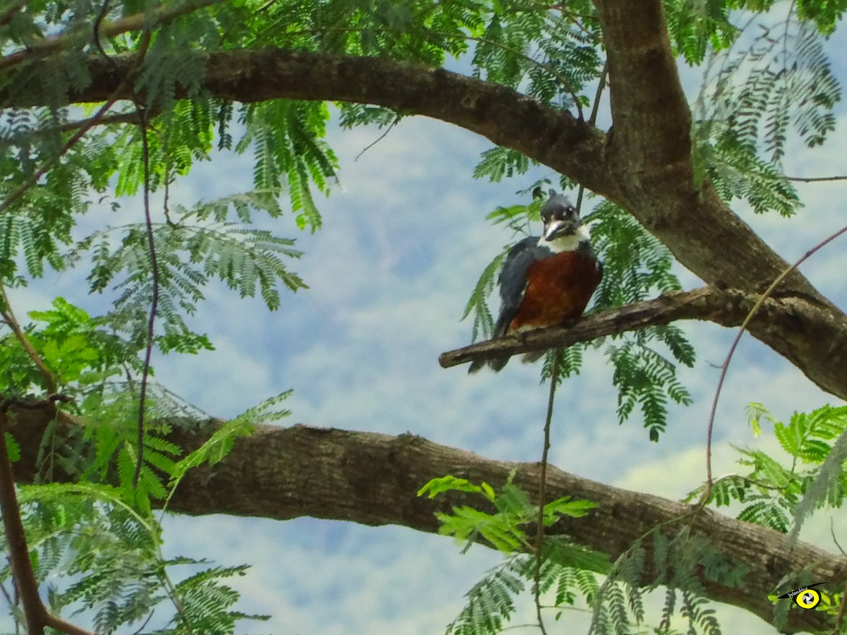 Ringed Kingfisher - ML643065964