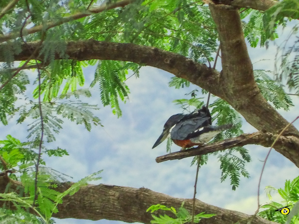 Ringed Kingfisher - ML643065965