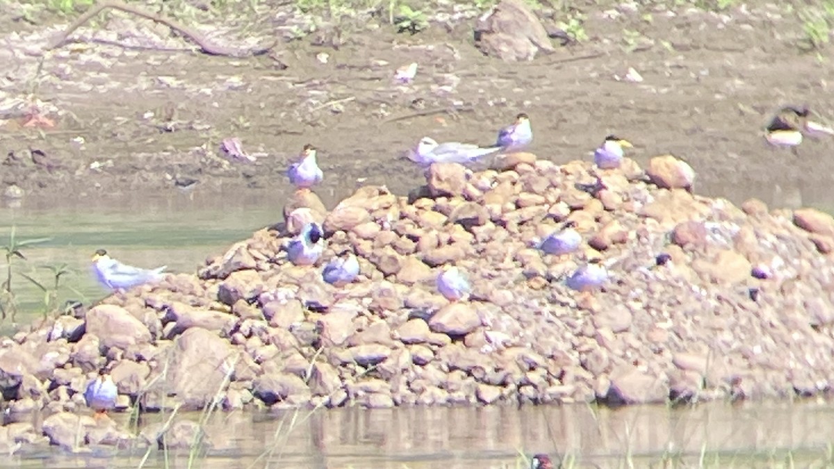 River Tern - ML643065972