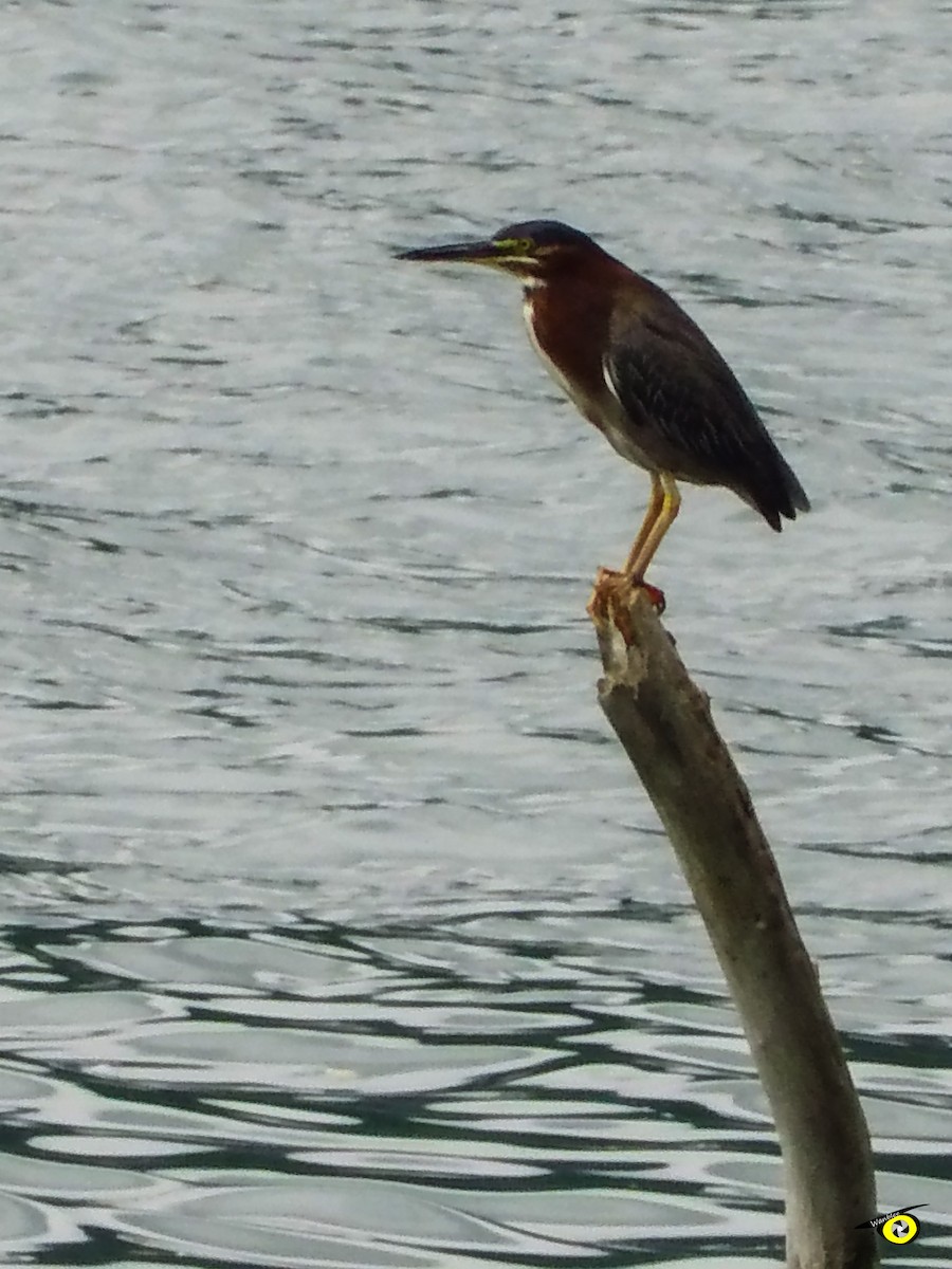 Green Heron - ML643065989