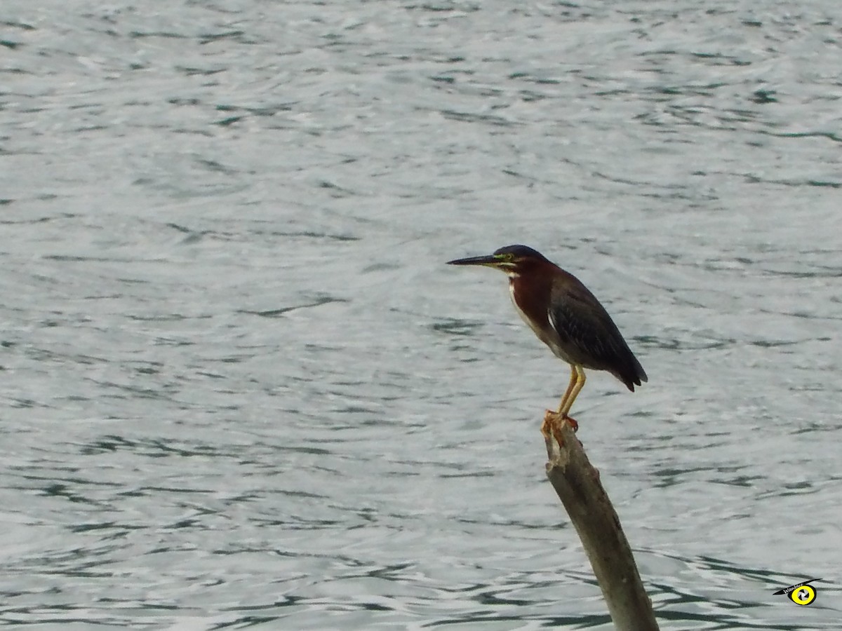 Green Heron - ML643065990