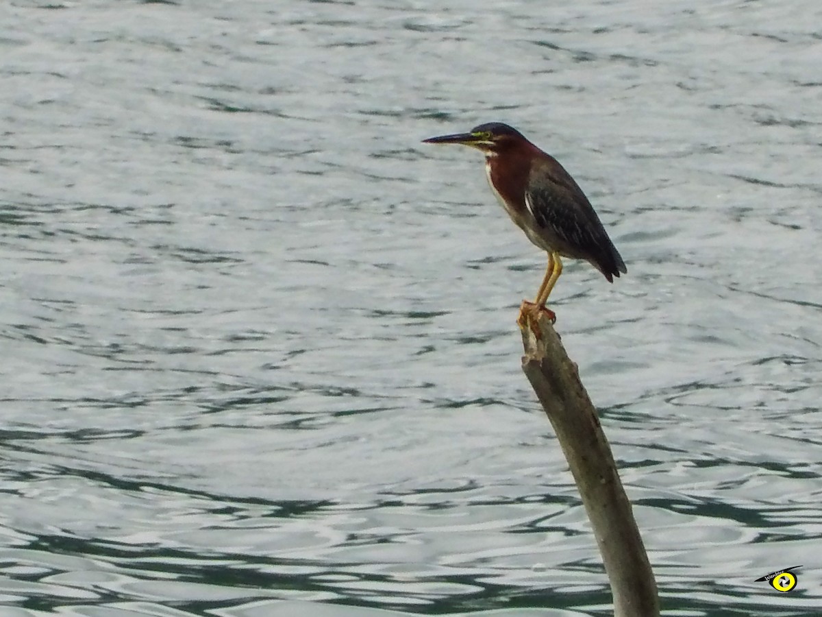 Green Heron - ML643065991