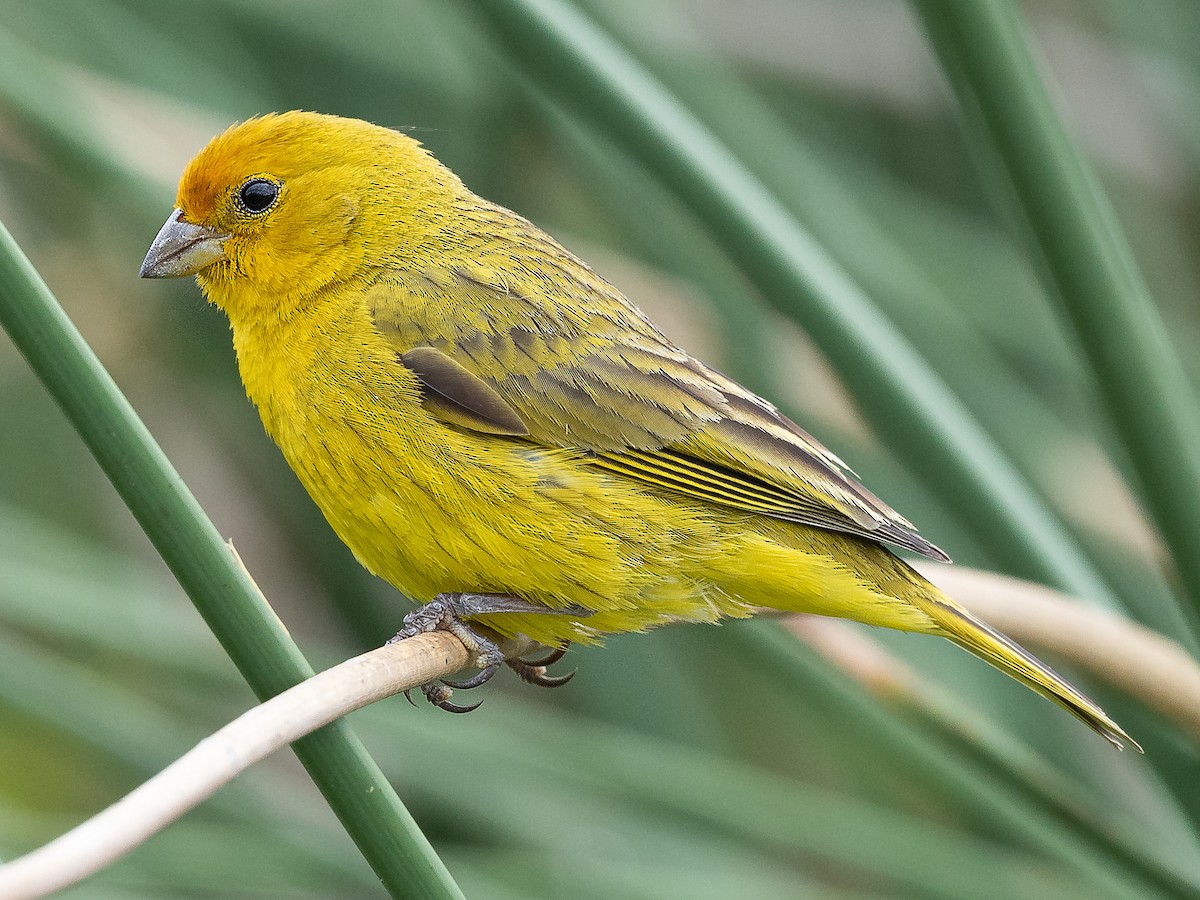 Adult male (Pelzeln's)