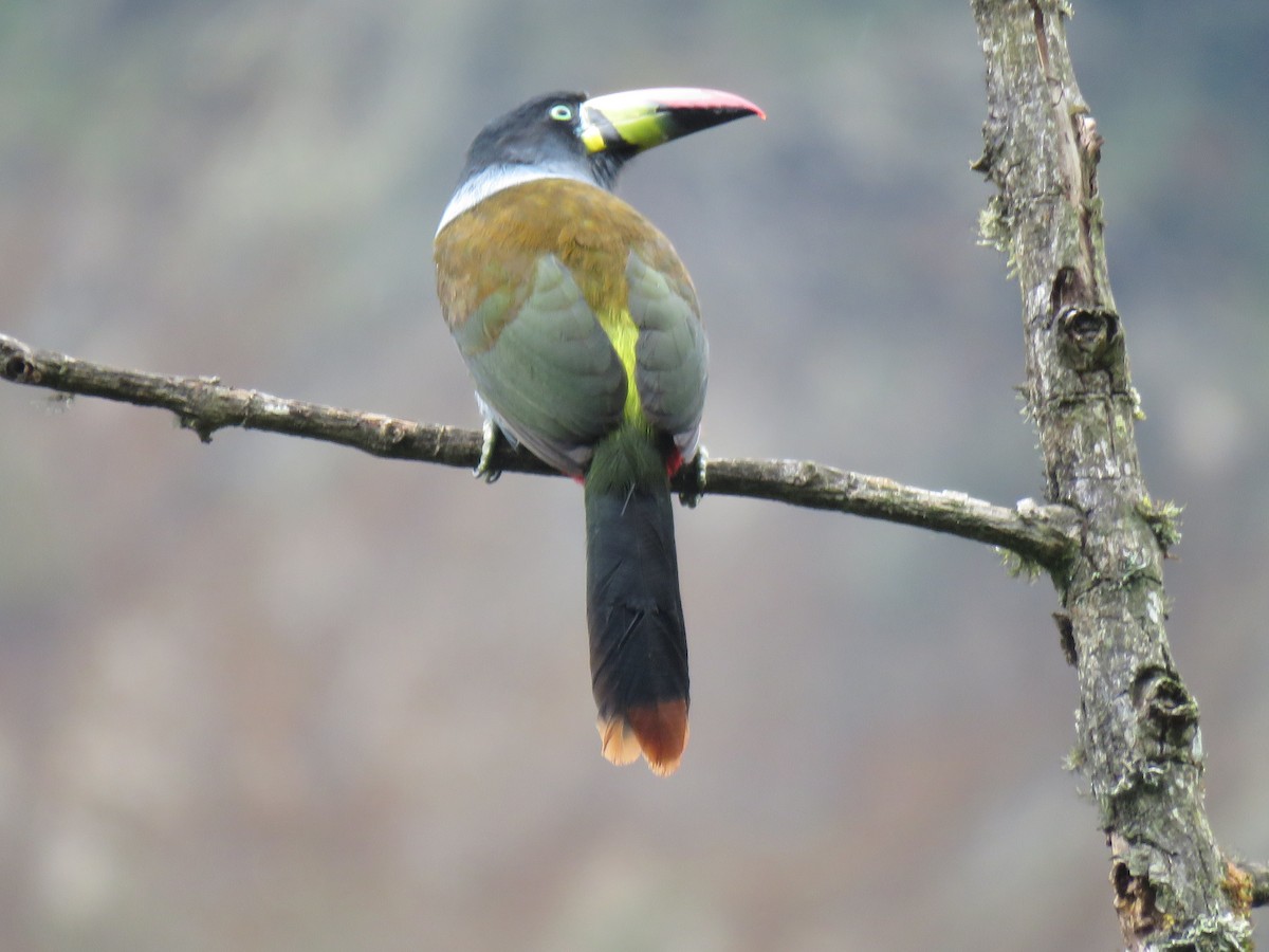 Gray-breasted Mountain-Toucan - ML643066018