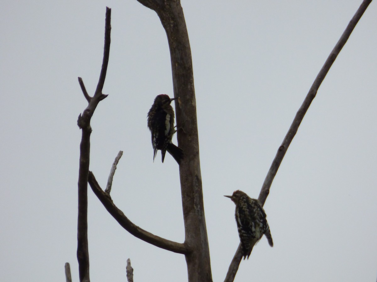 Yellow-bellied Sapsucker - ML643066019