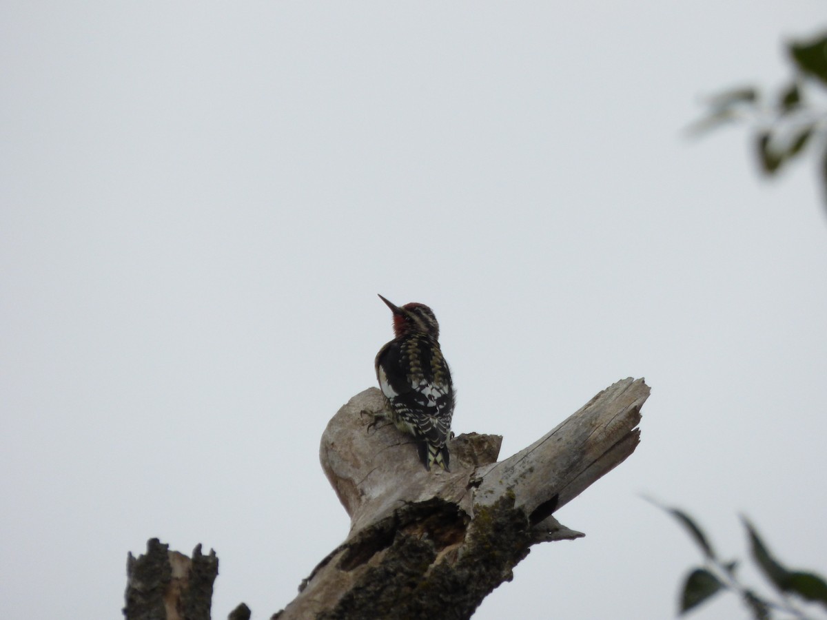 Yellow-bellied Sapsucker - ML643066020
