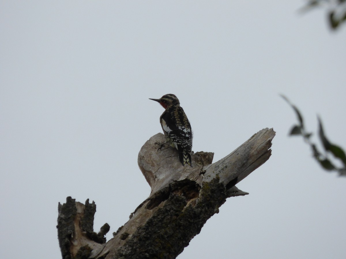 Yellow-bellied Sapsucker - ML643066021