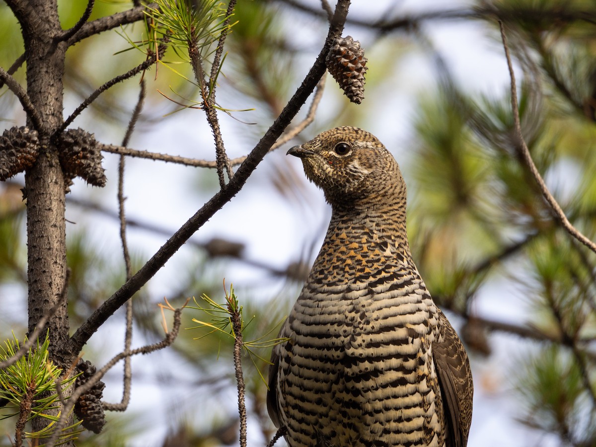Spruce Grouse - ML643066028