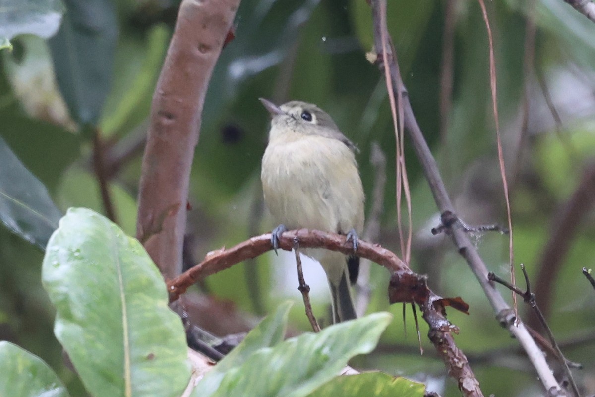 Hutton's Vireo - ML643066030