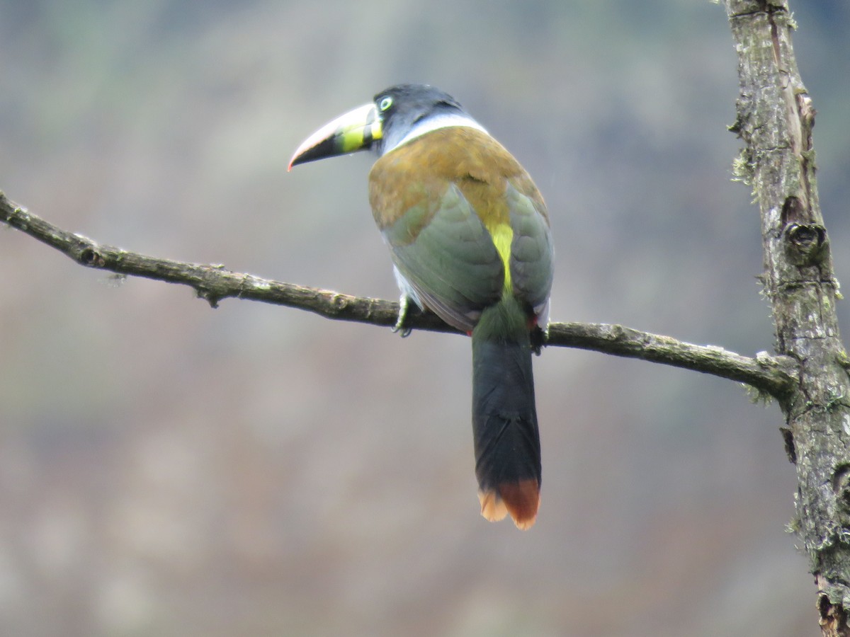 Gray-breasted Mountain-Toucan - ML643066032