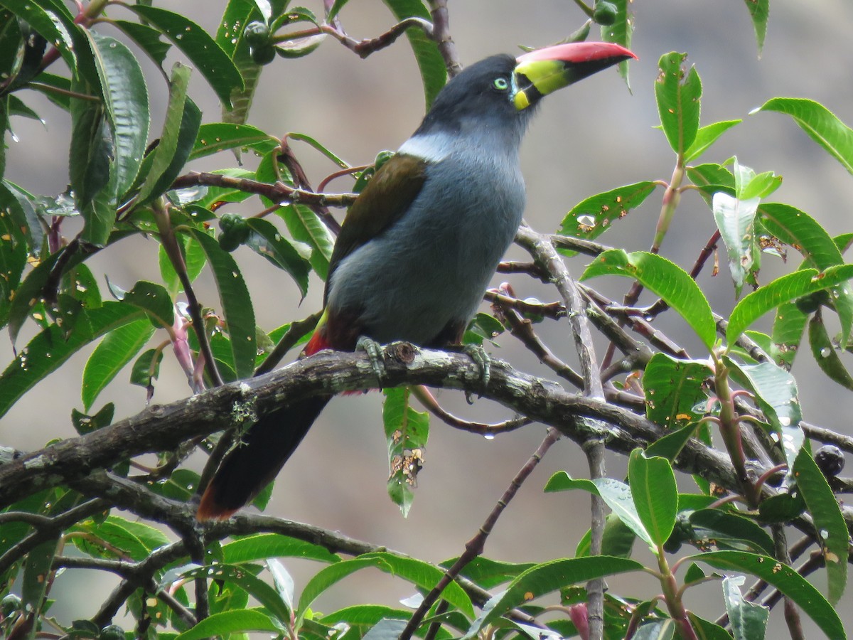 Gray-breasted Mountain-Toucan - ML643066036