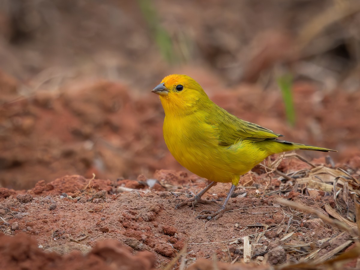 Adult male (Saffron)