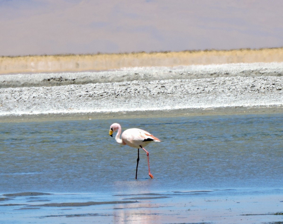 James's Flamingo - ML643066077
