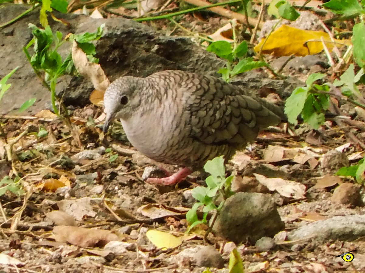 Inca Dove - ML643066088