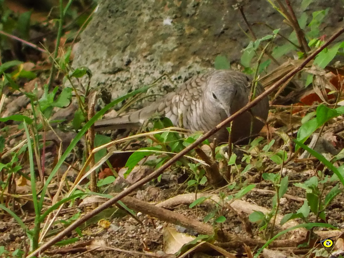 Inca Dove - ML643066089