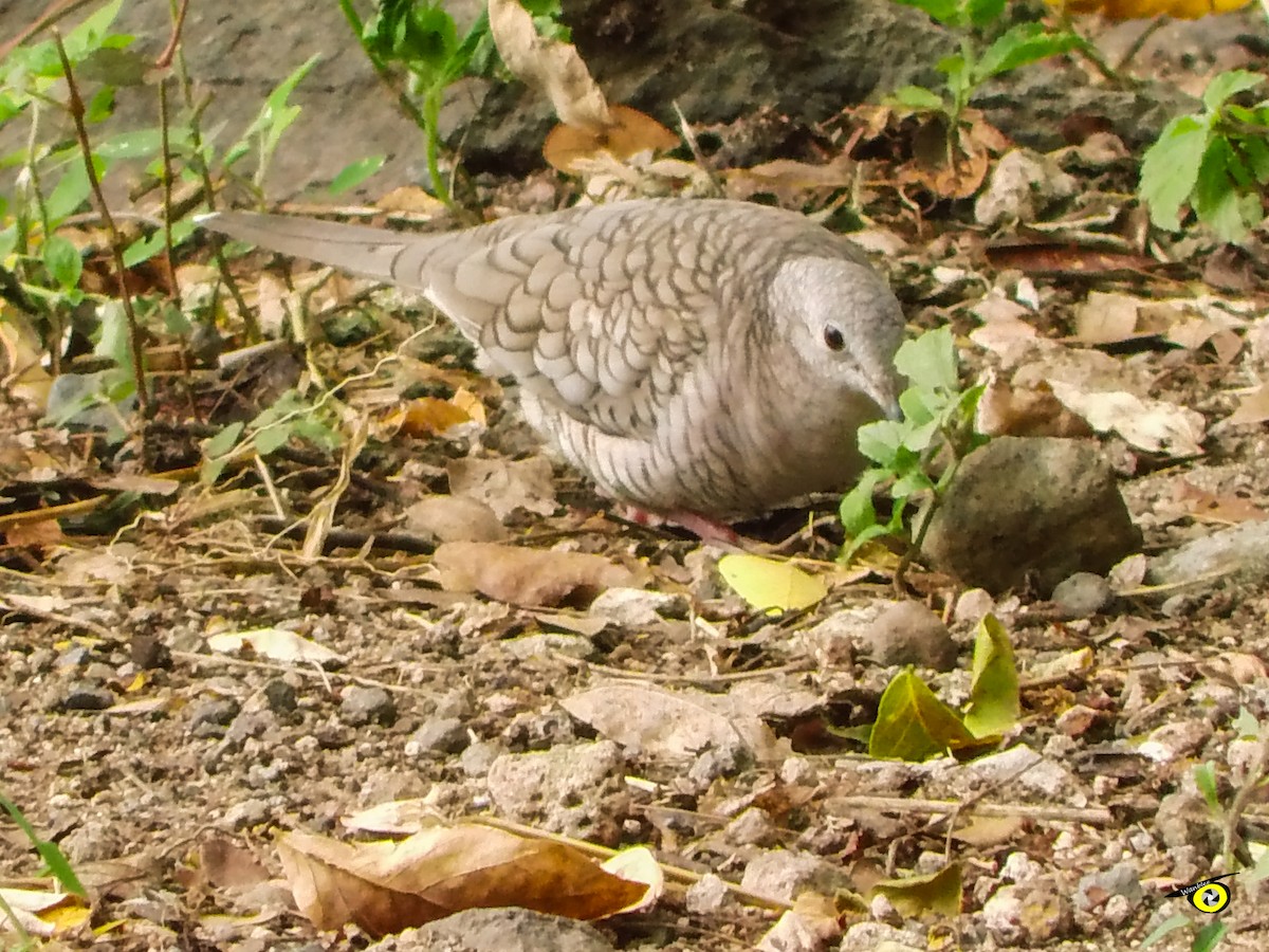 Inca Dove - ML643066090