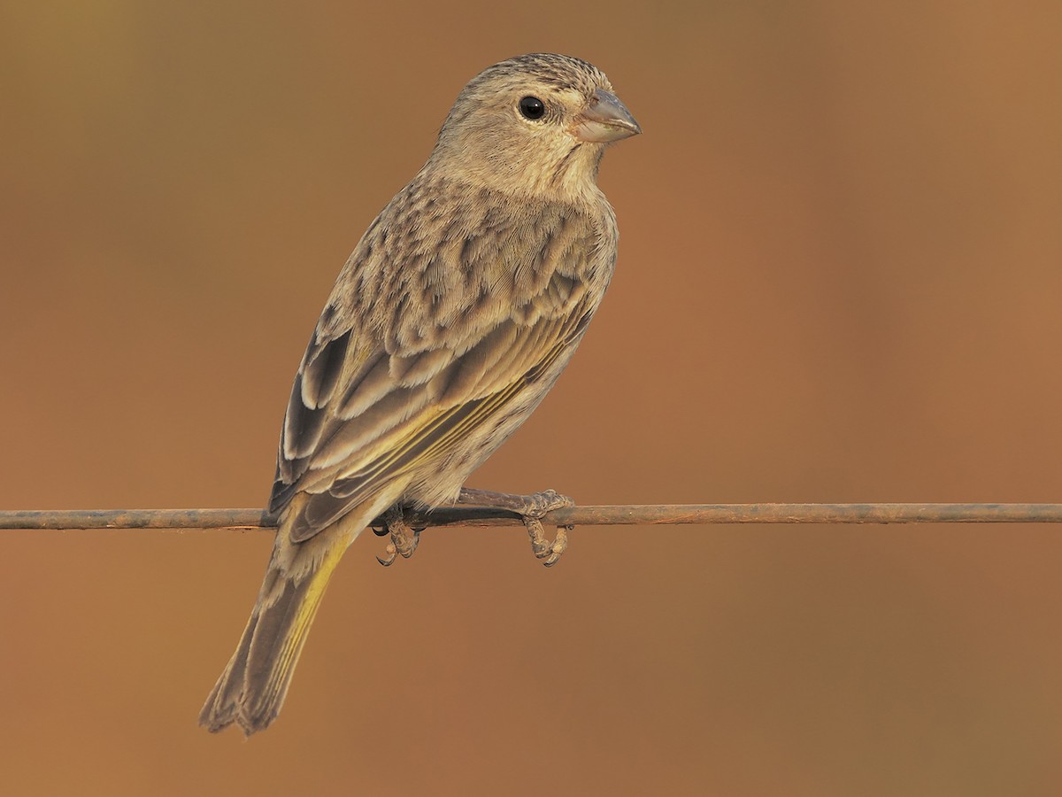 Female/immature (Pelzeln's)