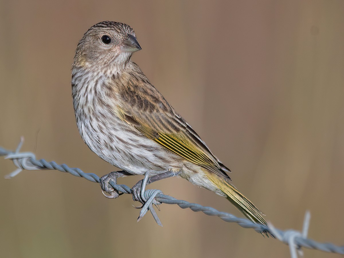 Female/immature (Pelzeln's)