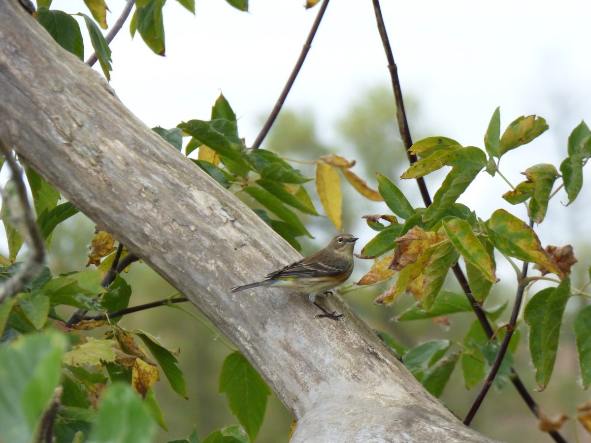 Yellow-rumped Warbler - ML643066134