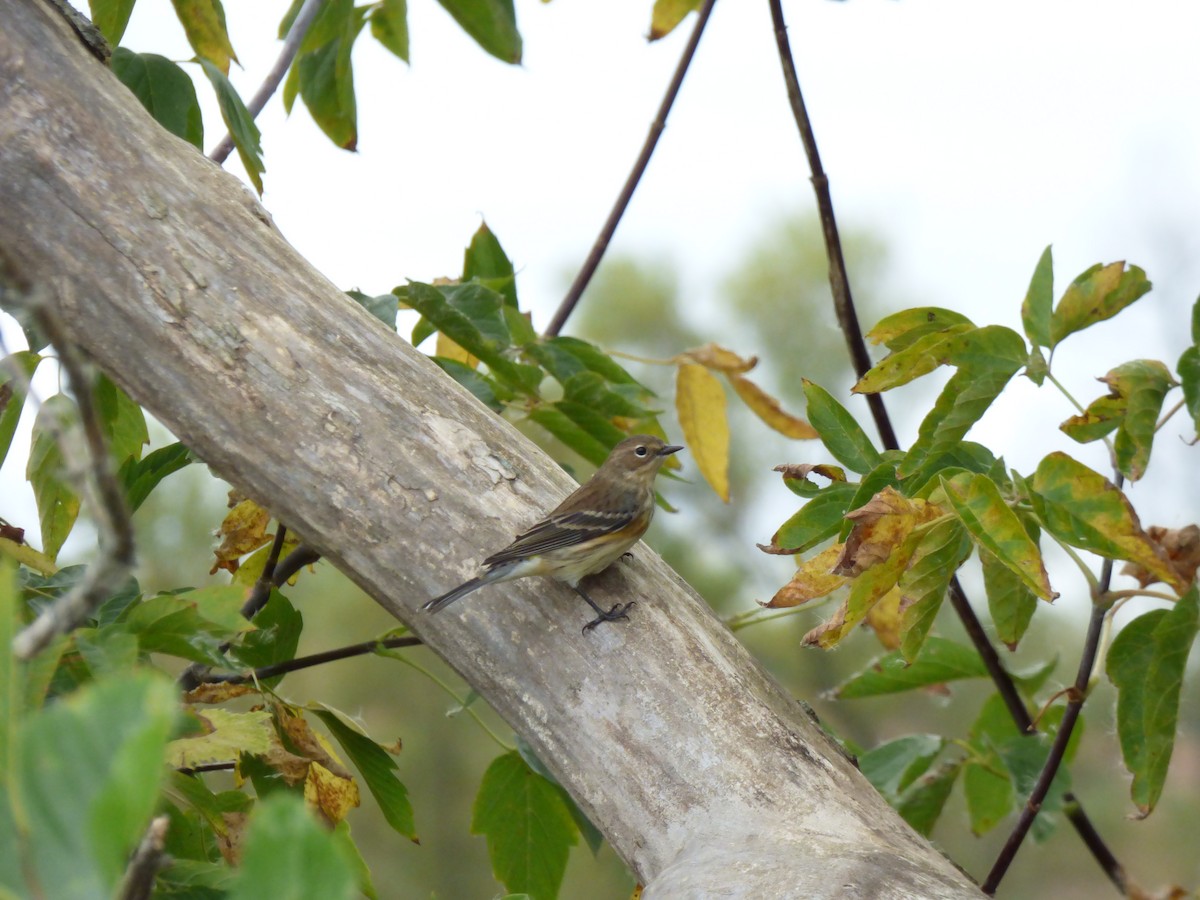 Yellow-rumped Warbler - ML643066135