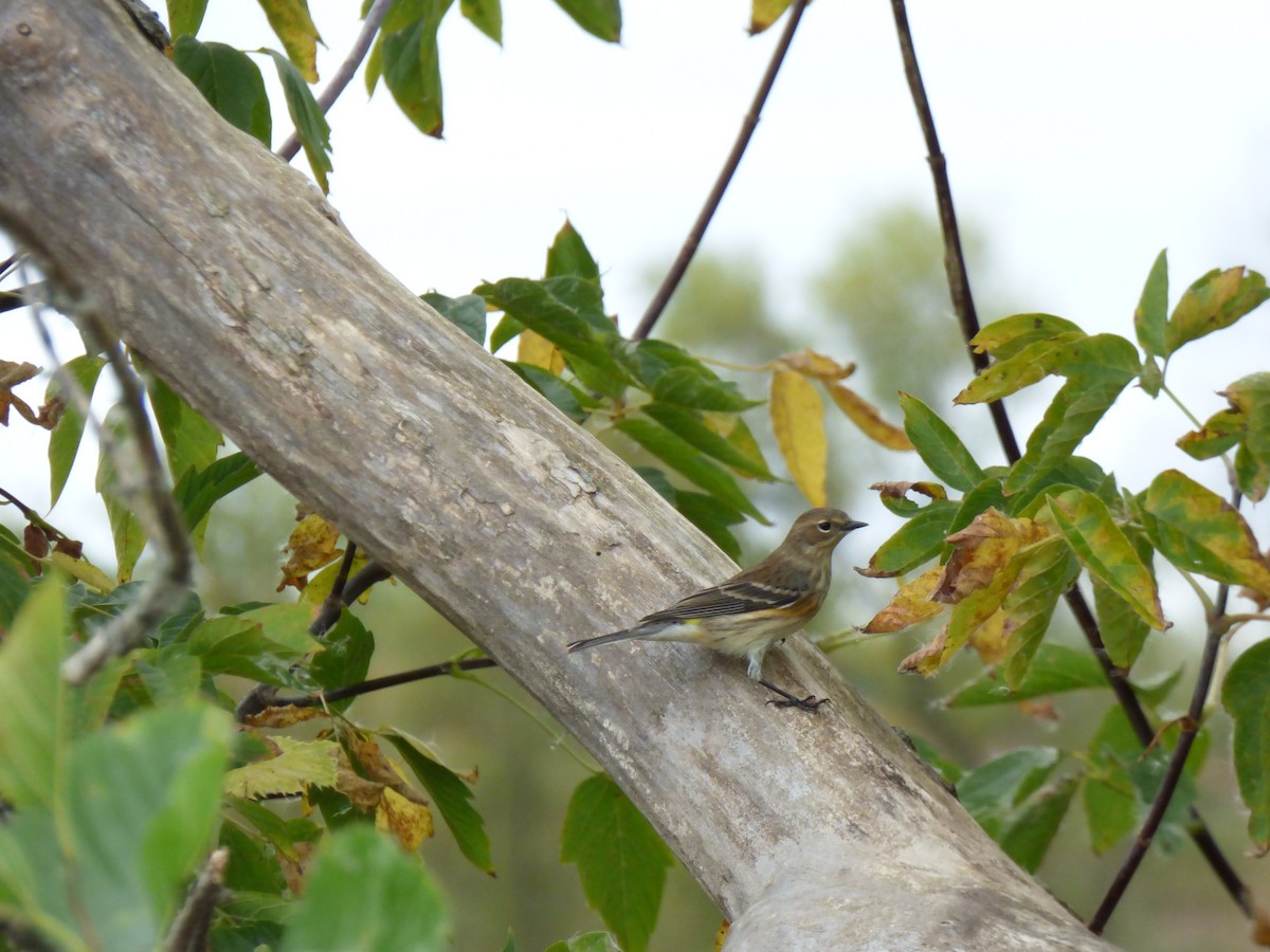 Yellow-rumped Warbler - ML643066136