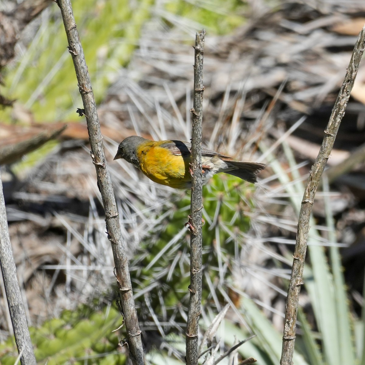 Gray-hooded Sierra Finch - ML643066144