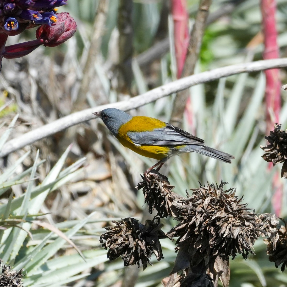 Gray-hooded Sierra Finch - ML643066145