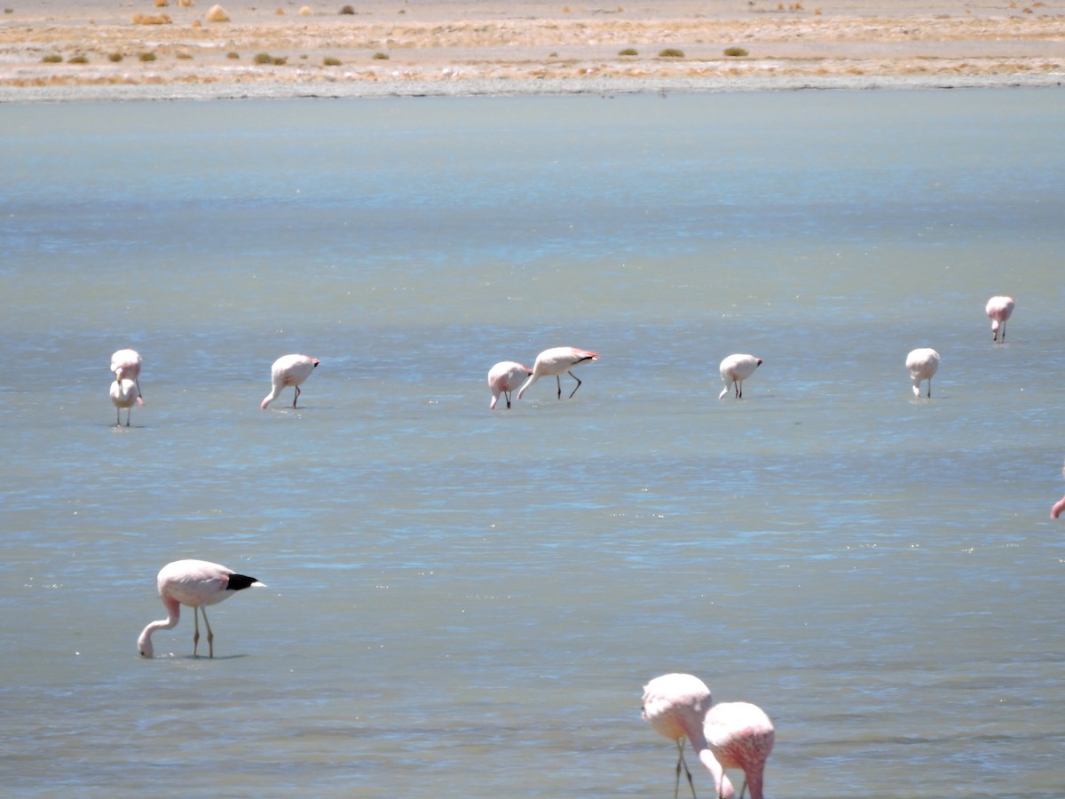 James's Flamingo - ML643066165