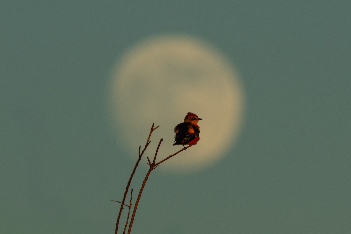 Vermilion Flycatcher - ML643066168