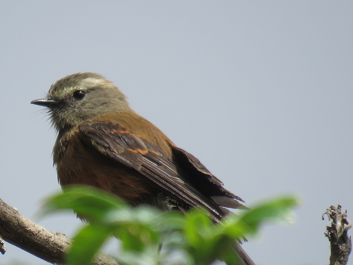 Brown-backed Chat-Tyrant - ML643066185