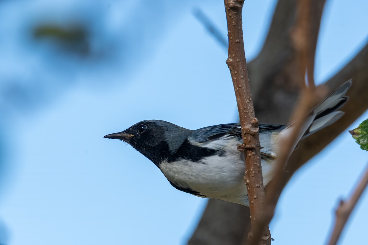 Black-throated Blue Warbler - ML643066241