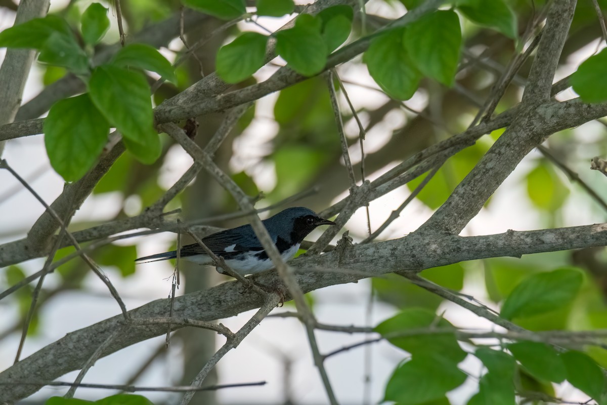 Black-throated Blue Warbler - ML643066242