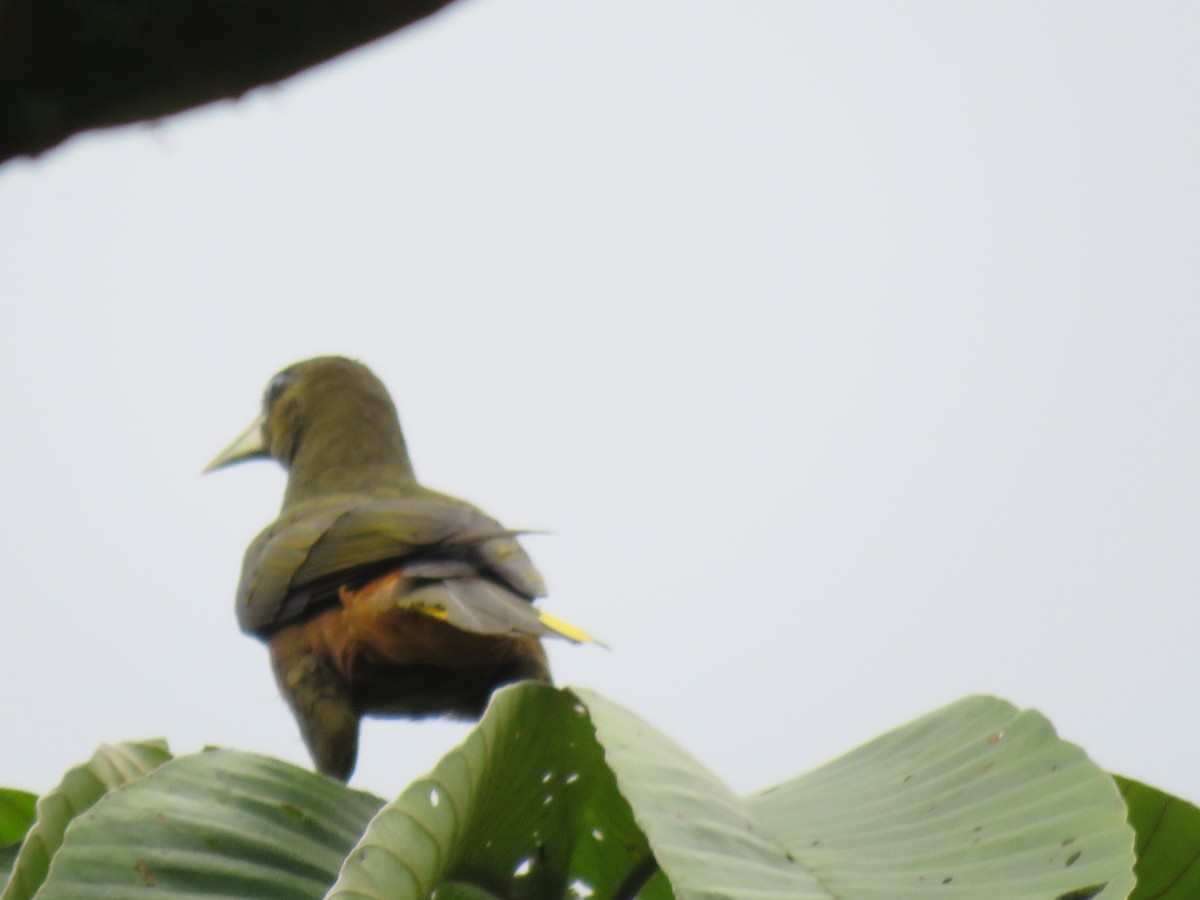 Dusky-green Oropendola - ML643066244
