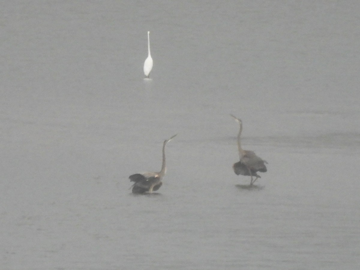 Great Blue Heron - ML643066250