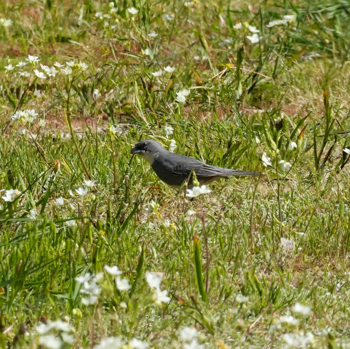 Diuca Finch - ML643066265