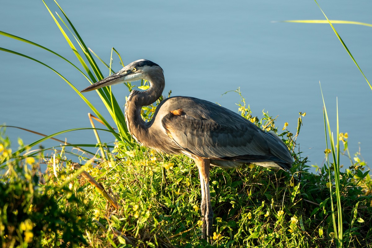 Great Blue Heron - ML643066287