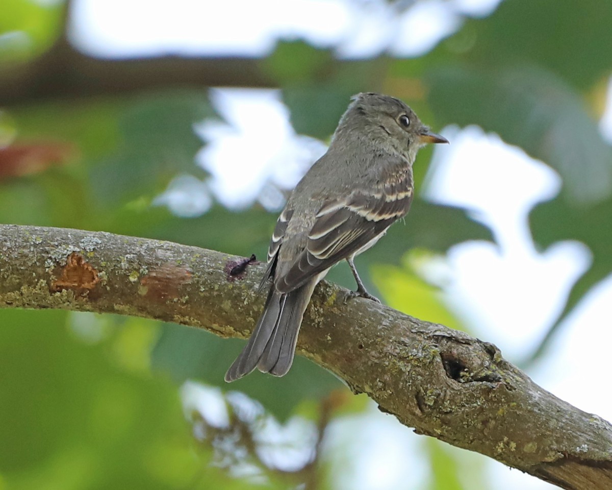Eastern Wood-Pewee - ML643066306