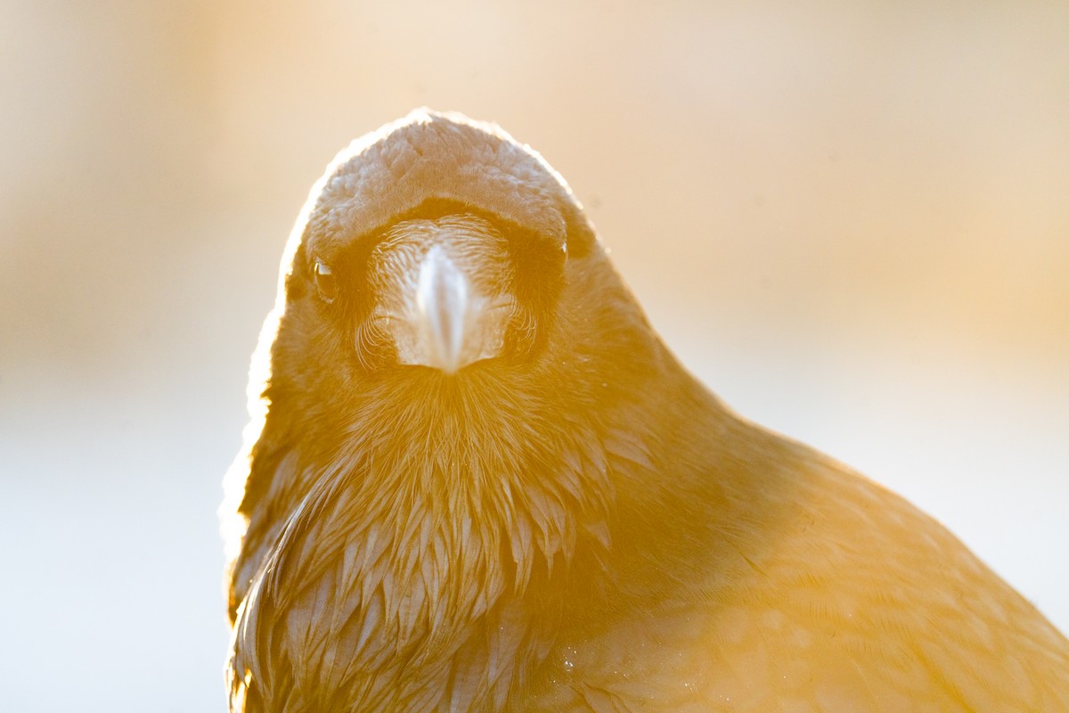 Common Raven - ML643066317