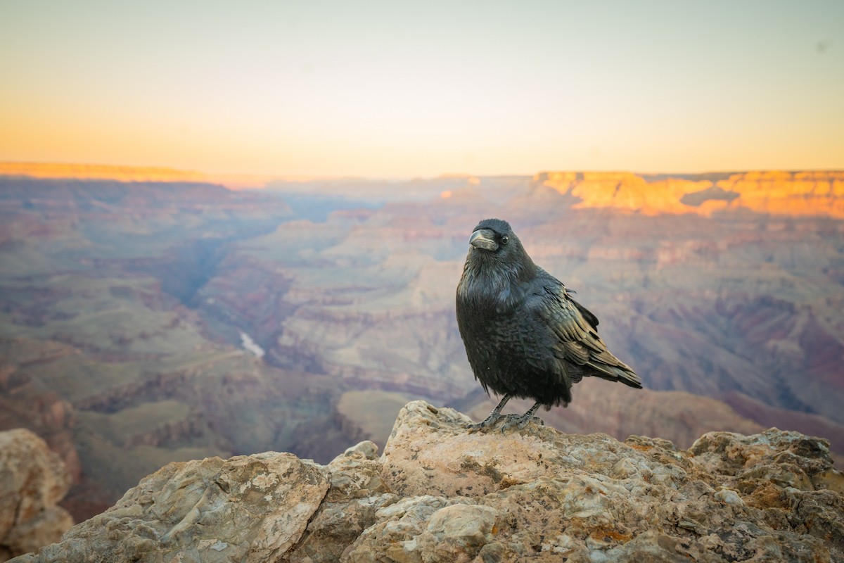 Common Raven - ML643066318