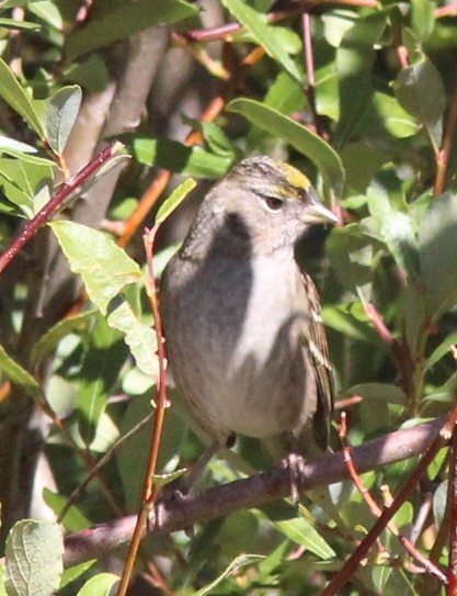 Bruant à couronne dorée - ML643066340