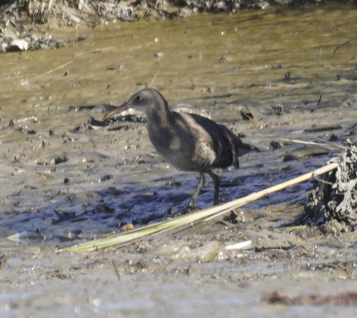 Clapper Rail - ML643066371